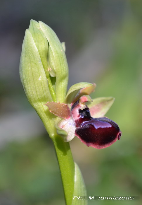 Ophrys passionis subsp. passionis in Montagna Ganzaria (CT)